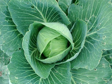 Free Images Food Produce Brassica Collard Greens Sprouts Annual