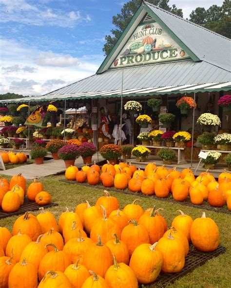 Hunt Club Farm In Virginia Beach Va Coastalva Pumpkin Farm Pumpkin