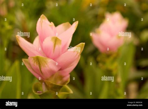 Siam Tulips Curcuma Alismatifolia Zingiberaceae Stock Photo Alamy