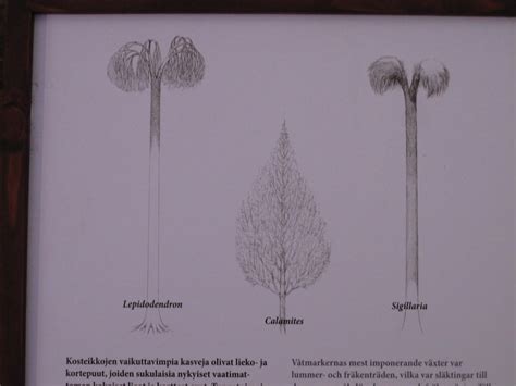 Carboniferous plants information sign by Hybodus on DeviantArt