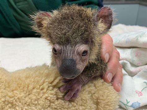 People are loving this tiny koala joey's stunning recovery after being ...