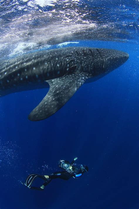 Allison Dunbar Playa Del Carmen Bikini Shoot Viceroy Riviera Maya Artofit