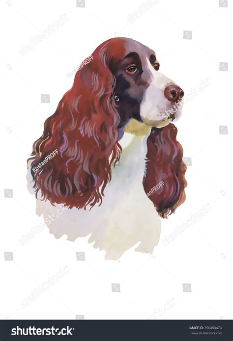 313 Cocker Spaniel Watercolor Images, Stock Photos & Vectors | Shutterstock