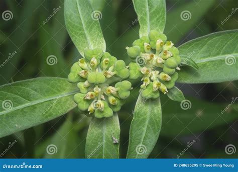 Tiro De Cerca De La Alga Salvaje Euphorbia Heterophylla Imagen De