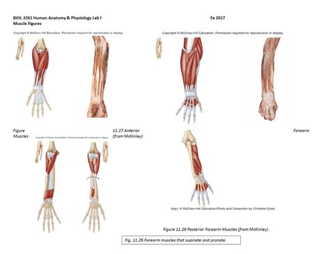 Forearm Muscles That Move The Wrist Joint Hand And Fingers Diagram