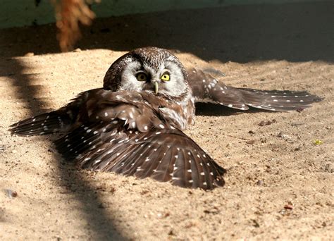 Trauerkraut On Twitter My Today S Birdsofprey Are Tengmalm S Owls