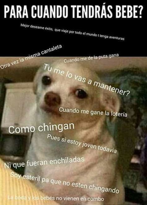 Perro Enojado Meme Gracioso Memes Divertidos Perro Enojado