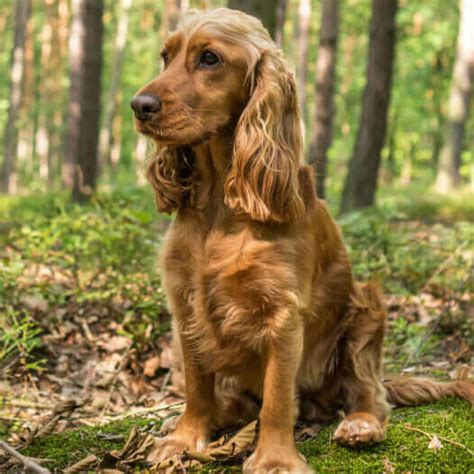 Información Sobre La Raza De Perro Cocker Spaniel Inglés Purina