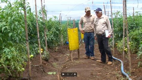 Buenas Prácticas Agrícolas BPA en el cultivo del Tomate YouTube