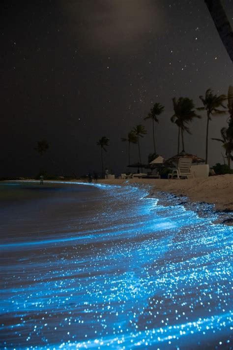 Glowing Maldives - Bioluminescence Beaches in The Maldives