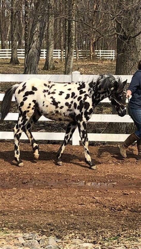 Pin by darek kuzus on appaloosa | Horses, Animals, Appaloosa