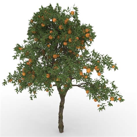 Naranja Gratis 3D Modelos Descargar Free3D