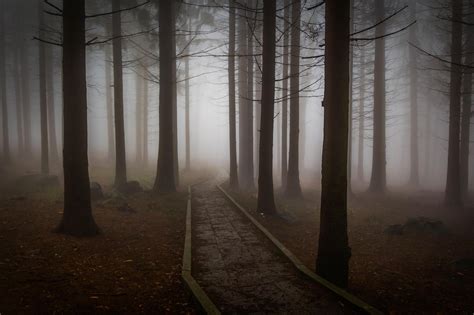 100,000+ Free Spooky Forest & Forest Images - Pixabay