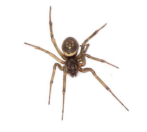 False Black Widow Spider Identification | Terminix Pest Library