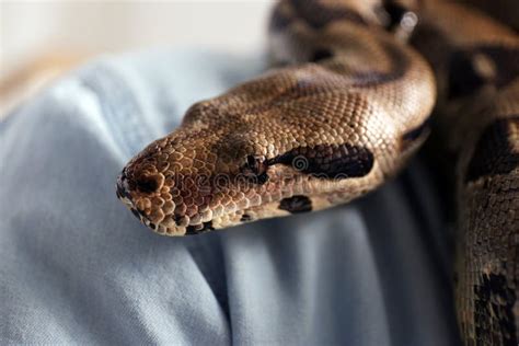 Woman with Boa Constrictor, Closeup View. Exotic Pet Stock Photo - Image of owner, household ...