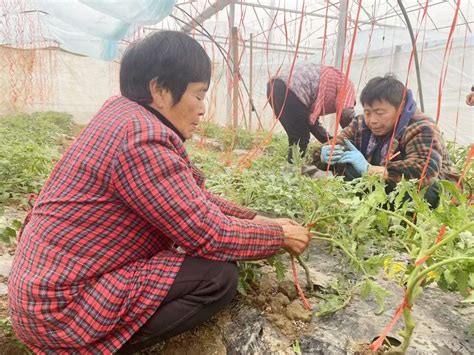 万象“耕”新不负春 黄陂田间地头农事忙凤凰网湖北凤凰网