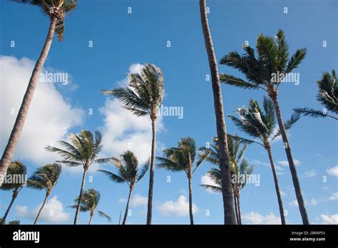 Lot Of Tall Palm Trees Waving In Strong Wind With A Blue Sky Stock