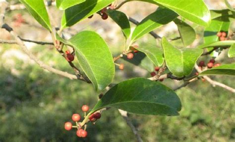 Ilex Rotunda Thunb Chemfaces