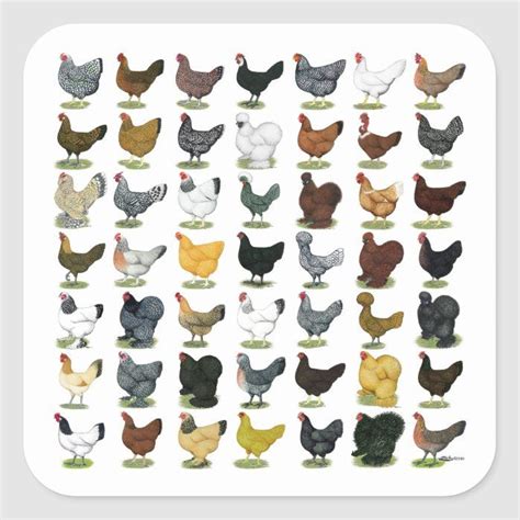 49 Chicken Hens Square Sticker | Zazzle | Tavuk irkları, Tavuk ırkları, Tavukçuluk