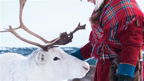 Reindeer Feeding, Sami Culture and Short Reindeer Sledding