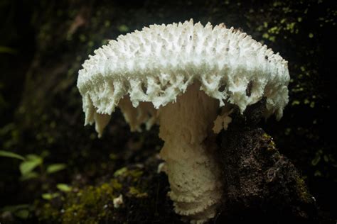 Amanita Abrupta Lichens And Mushrooms Of Virginia INaturalist