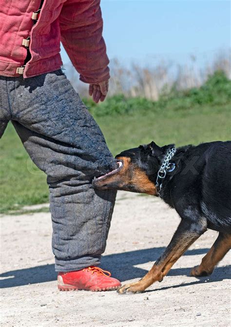 training of french shepherd | Stock image | Colourbox