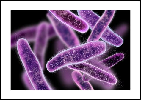 cystitis understanding  symptoms prevention  nursing interventions