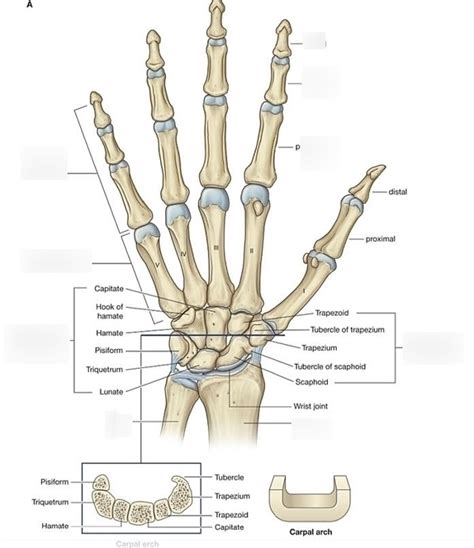 Hand Anatomy Joints Stem Diagram Quizlet