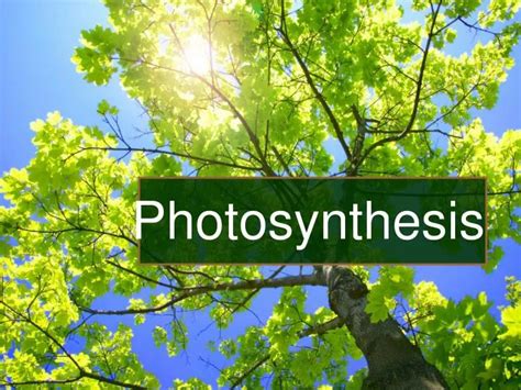 Ppt Photosynthesis Powerpoint Presentation Free Download Id592332