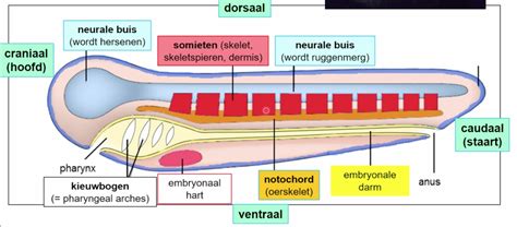 Memoraid Test Ba A Week Embryogenese College Embryogenese