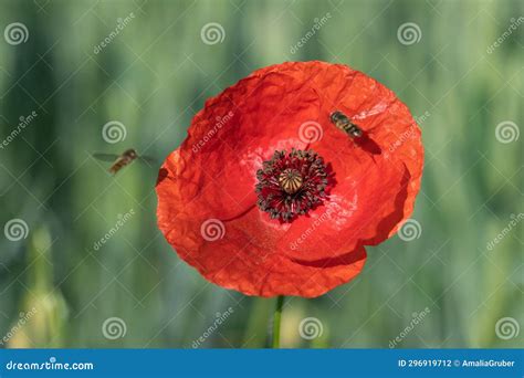 Hoverflies on a Poppy Blossom (Papaver Rhoeas). Stock Photo - Image of pollen, insect: 296919712