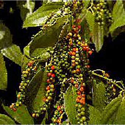 black pepper seeds  planting   grow pepper plants park seed