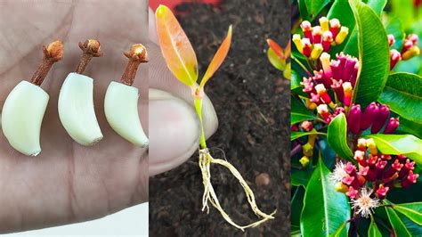 Grow Clove Plants At Home How To Grow Clove Plants From Seeds With