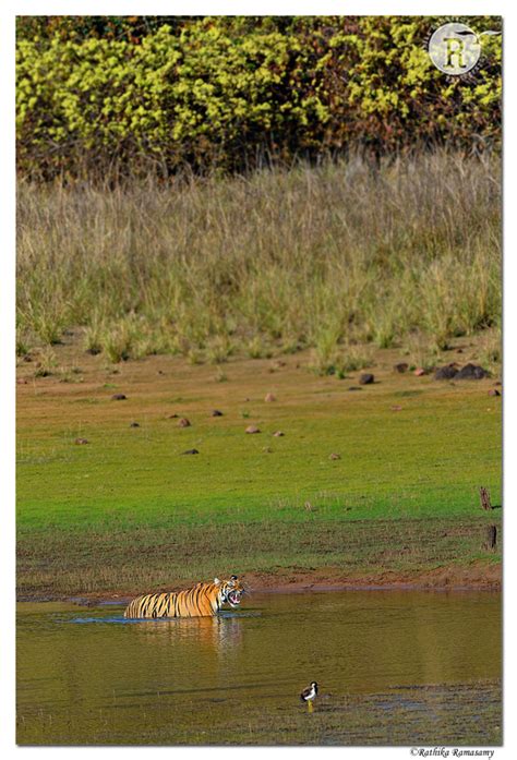 Rathika Ramasamys Wildlife Photography Tadoba Andhari Tiger Reserve