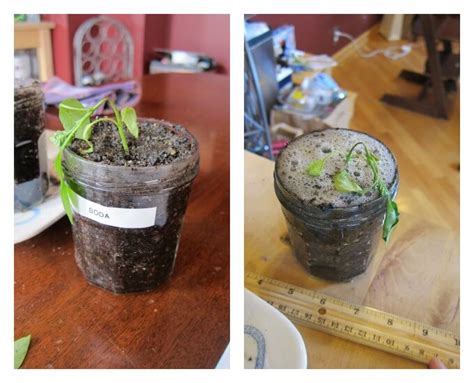 Plant Growth Experiment Ideas