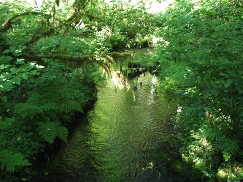 Laminas De Bosques Imagui