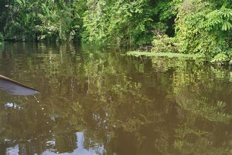 Tripadvisor Tour Des Canaux En Cano Tortuguero Propos Par