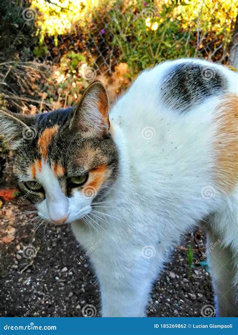 Cat Back Stretch Stretching with Black Grey Spots and Orange Spots