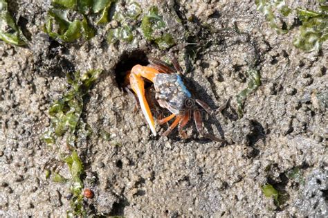 Orange Fiddler Crab Gelasimus Vocans Stock Image Image Of Secretive