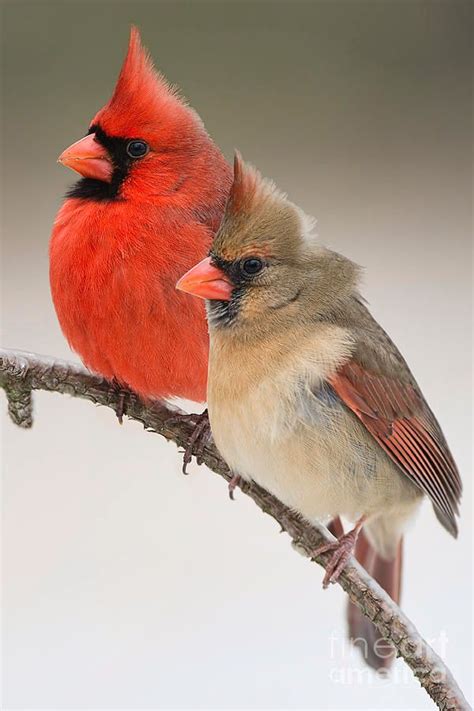 Male And Female Northern Cardinals On Pine Branch Photograph By Bonnie Barry Cardinal Birds