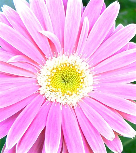 Pink Daisy Smithsonian Photo Contest Smithsonian Magazine