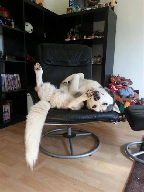 12 Of The Weirdest But Truly Wonderful Husky Sleeping Positions ...