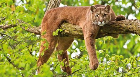 Conozca los 6 felinos de Costa Rica todos en peligro de extinción El