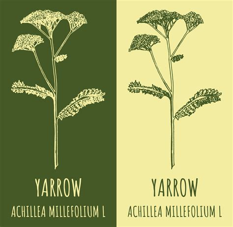 Vector Drawings Common Yarrow Hand Drawn Illustration Latin Name Achillea Millefolium L