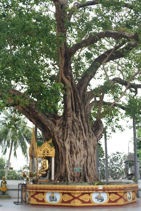 The Bodhi Tree Shwedagon By Shanti1971 On Deviantart