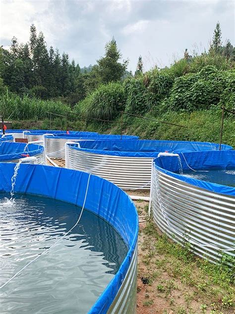 Commercial Fish Farm Tilapia Farming Aquaculture Tanks Wholesale Fish