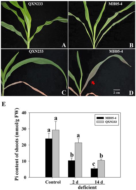 The Leaves Phenotypic Responses And Pi Content Of Two Contrasting Maize