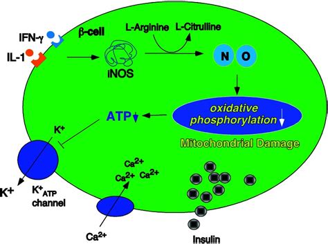 Nitric Oxide Mediates The Inhibitory Actions Of Cytokines On Insulin