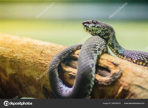 Shore Pit Viper Mangrove Pit Viper Mangrove Viper Trimeresurus Purpureomaculatus Stock Photo by ...