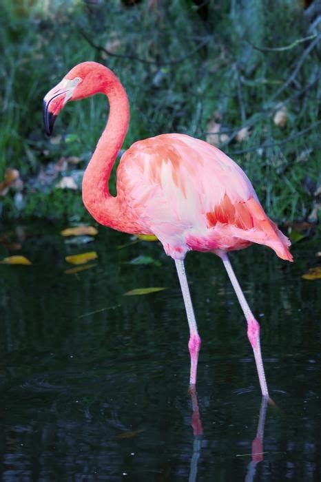 Flamingo Art Fine Art America Artofit